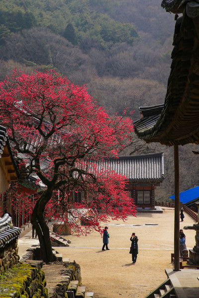 화엄사. 사진제공= 구례군