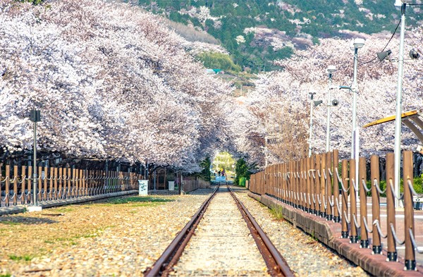 봄의 절정이 다가온다 … 현지인만 아는 ‘진해군항제’의 벚꽃 지도 [여행]