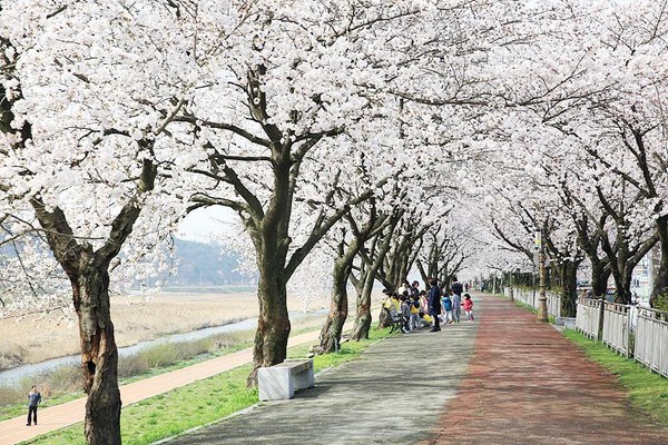 광한루원 & 요천 벚꽃길. 사진제공= 한국관광공사