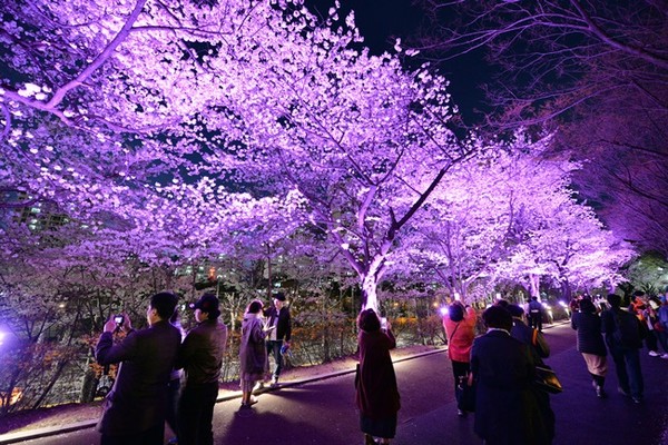 장안벚꽃길. 사진제공= 동대문구