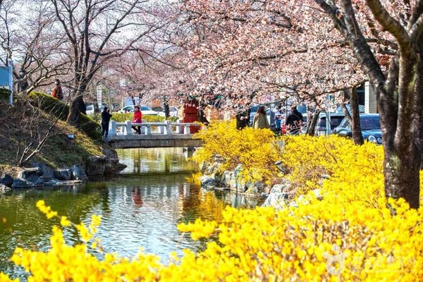 교동 연화지. 사진제공= 한국관광공사