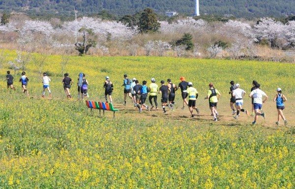 제주 서귀포시 표선면 가시리 조랑말체험공원 일대에서 제주국제트레일러닝 참가자들이 유채꽃과 벚꽃이 어우러진 제주 풍경을 만끽하며 달리고 있다. 사진=연합뉴스