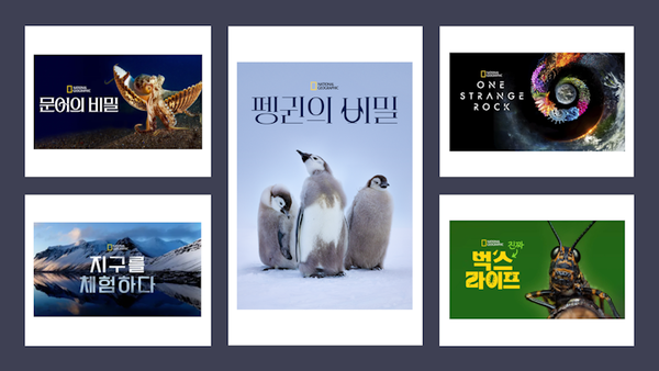 디즈니+에서는 ‘우리의 집, 지구’ 특별 섹션을 통해 ‘펭귄의 비밀’을 비롯한 자연 다큐멘터리를 큐레이션했다.