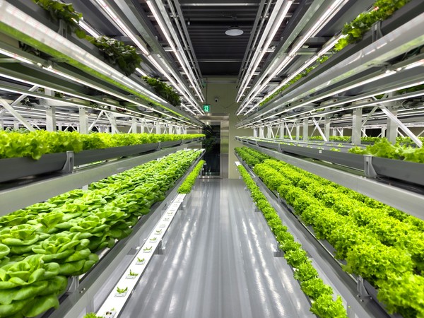 경기도 광주시 스마트 식물공장 ‘엔터그린’이 어린이 가족을 위한 견학 및 체험 프로그램을 운영한다.