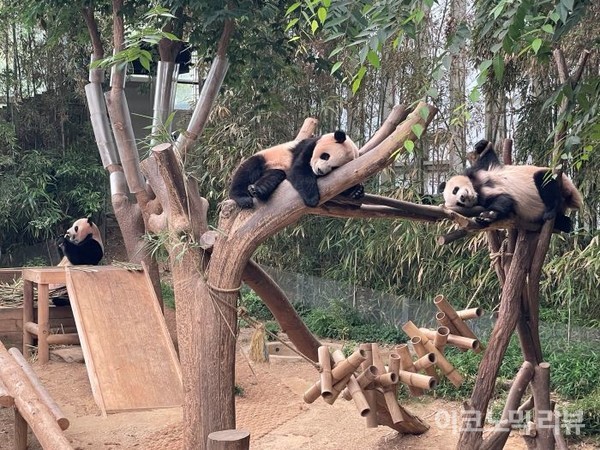 에버랜드 판다월드에서 휴식을 취하는 판다 가족. 사진=서다예 기자