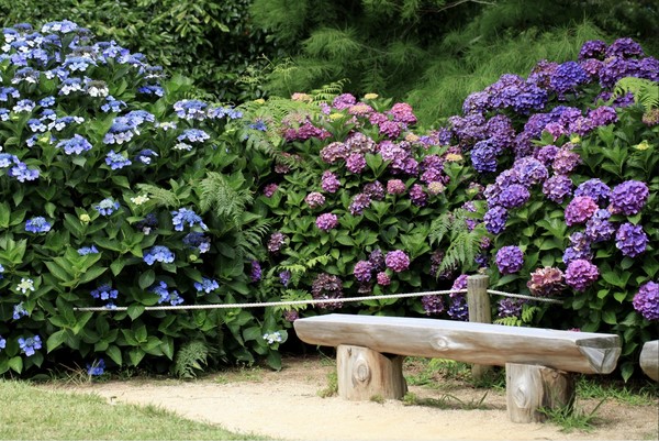 천리포수목원. 사진제공= 천리포수목원 홈페이지