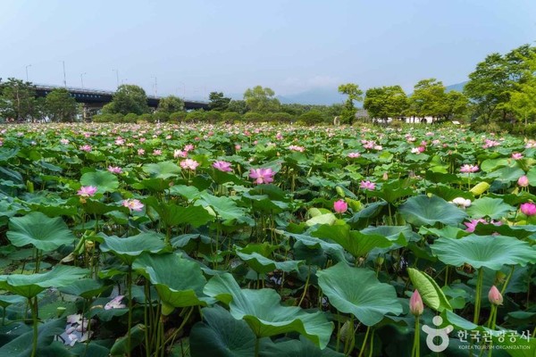 양평 세미원. 사진제공= 한국관광공사