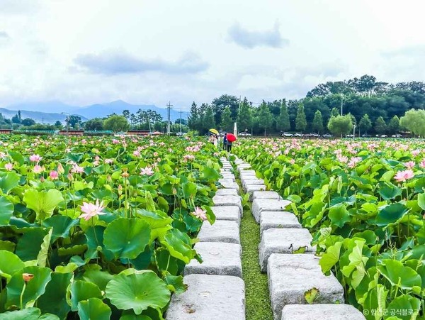 함안 연꽃테마파크. 사진제공= 한국관광공사