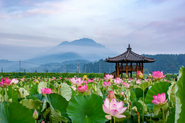 함안 연꽃테마파크. 사진제공= 한국관광공사