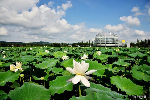 무안 회산백련지. 사진제공= 한국관광공사