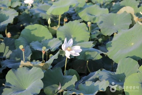 무안 회산백련지. 사진제공= 한국관광공사