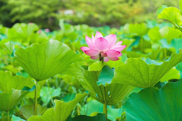 시흥 연꽃테마파크. 사진제공= 시흥시 공식블로그
