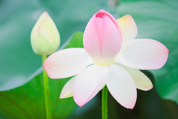 시흥 연꽃테마파크. 사진제공= 시흥시 공식블로그