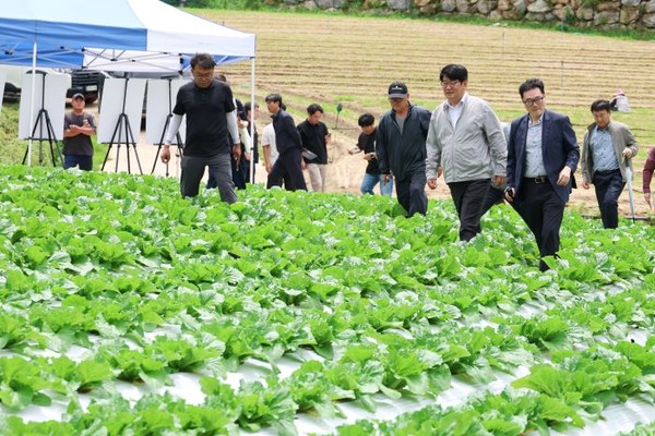 권재한 농촌진흥청장이 25일 강원 평창군 여름배추 재배지에서 생육 상황을 점검하고 있다. 사진=농촌진흥청
