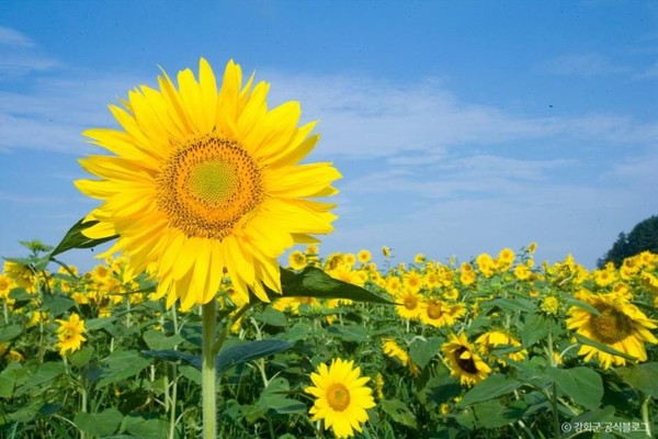 난정리 해바라기마을 정원. 사진제공= 강화군 공식블로그