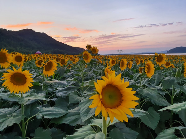 난정리 해바라기마을 정원. 사진제공= 강화군 공식블로그