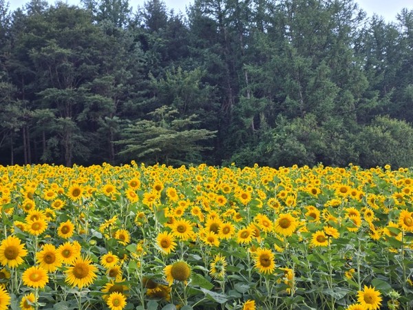 태백 구와우마을. 사진제공= 태백 해바라기축제 홈페이지