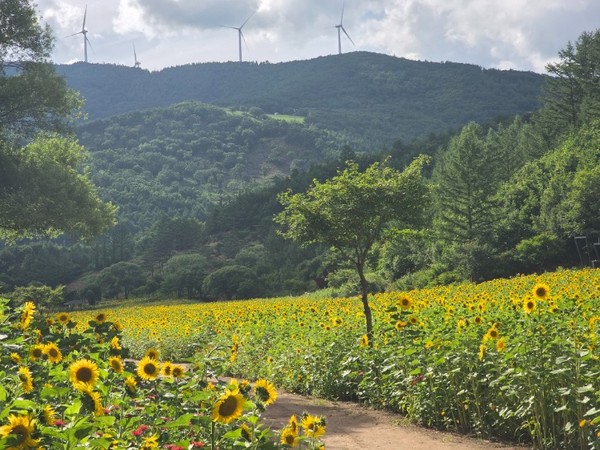 태백 구와우마을. 사진제공= 태백 해바라기축제 홈페이지