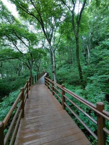 빗속에 잠시 걸어본 숲체원 무장애 산책길. 온통 녹색 바다라 고요한 빗소리도 내게는 녹색이었습니다.