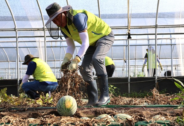 29일, NH농협생명 박병희 대표이사(가운데)와 임직원들이 충남 청양군을 찾아 수해복구를 위한 일손돕기에 나서 구슬땀을 흘리고 있다. 사진제공=NH농협생명