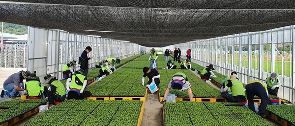 농림수산업자신용보증기금은 최근 집중호우로 큰 피해를 입은 지역의 농업인을 지원하기 위해 충남 부여군 구룡면 소재 농가를 찾아 일손 돕기에 나섰다.