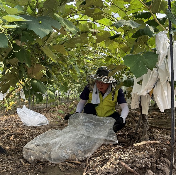 NH농협손해보험(대표이사 송춘수)은 지난 1일 집중호우로 큰 피해를 입은 경기 가평 지역을 찾아 수해 복구 활동을 실시했다고 5일 밝혔다. 서윤종 부사장이 침수 농작물 폐기 작업을 하고 있다. 사진제공=NH농협손해보험