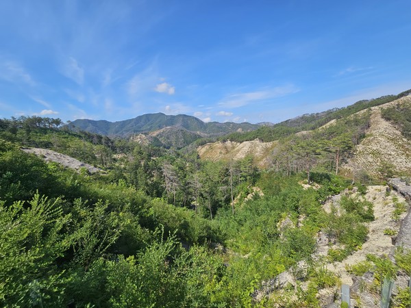 산불피해지 가운데 생태복원중인 국립울진생태숲 지정 대상지. 출처=산림청