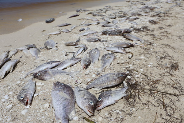 지난 11일(현지 시간) 멕시코 프로그레소의 추부르나 푸에르토 해변에서 죽은 물고기의 모습. 현지 관계자들은 대규모 조류 번식으로 인해 물속 산소 농도가 감소했기 때문에 해변으로 밀려오는 해양 생물 종의 수가 증가하고 있다고 지적했다. 사진=연합뉴스