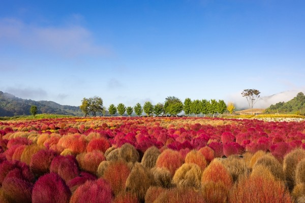 임진강 댑싸리정원. 사진제공= 한국관광공사