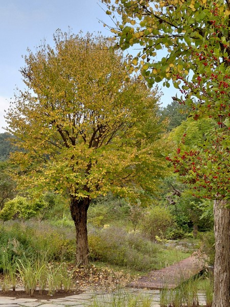 낙엽에서 달콤한 향기가 나는 계수나무의 모습. 안내견과 함께 한 이십 대 여성분에게 솜사탕의 추억을 불러일으켰습니다