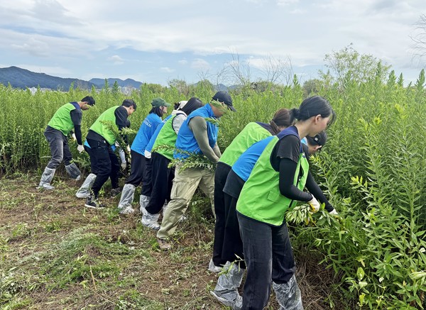 지난 19일 부산 강서구 대저생태공원 인근에서 에어부산 및 진에어 임직원들이 생태교란종 제거 작업을 실시하고 있다. 사진=에어부산
