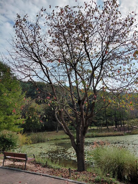 가을을 맞는 벚나무 모습. 아직 푸르른 주변과 비교해 벌써 헐거워진 모습에 봄날의 화려했던 벚꽃이 비쳐 보입니다.